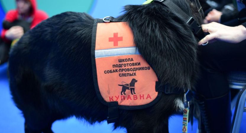 Важную роль собак - проводников обсудили в рамках Национального чемпионата «Абилимпикс»