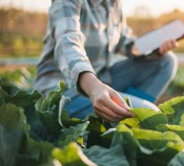 Плодоовощевод