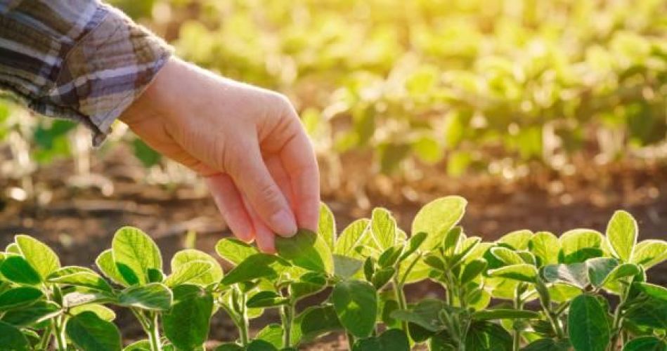 Плодоовощевод